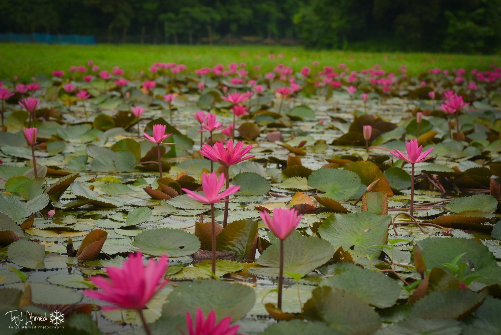 ঘুরে আসুন ঢাকার খুব কাছে পদ্ম শাপলা বিলে